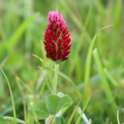 Trifolium incarnatum (Crimson Clover) at Greenway, ACT - 24 Oct 2021 by RodDeb