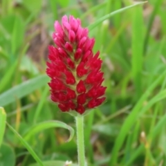 Trifolium incarnatum at Greenway, ACT - 24 Oct 2021