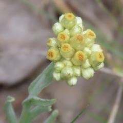 Pseudognaphalium luteoalbum (Jersey Cudweed) at Greenway, ACT - 24 Oct 2021 by RodDeb