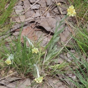 Pseudognaphalium luteoalbum at Greenway, ACT - 24 Oct 2021