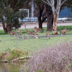 Macropus giganteus at Greenway, ACT - 24 Oct 2021