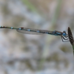 Austrolestes leda (Wandering Ringtail) at Greenway, ACT - 24 Oct 2021 by RodDeb