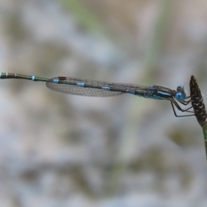 Austrolestes leda at Greenway, ACT - 24 Oct 2021 02:02 PM