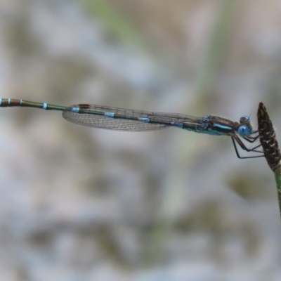 Austrolestes leda (Wandering Ringtail) at Greenway, ACT - 24 Oct 2021 by RodDeb