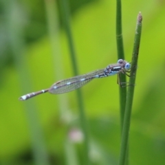 Austrolestes leda at Greenway, ACT - 24 Oct 2021