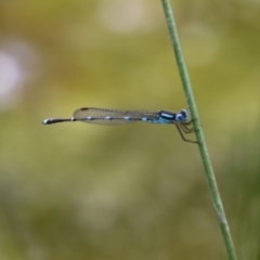 Austrolestes leda at Greenway, ACT - 24 Oct 2021