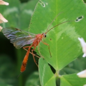 Leptophion sp. (genus) at Greenway, ACT - 24 Oct 2021