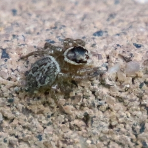 Maratus griseus at Macarthur, ACT - 24 Oct 2021