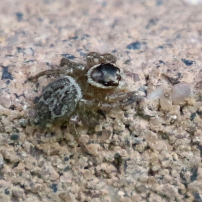 Maratus griseus (Jumping spider) at Macarthur, ACT - 24 Oct 2021 by RodDeb