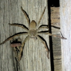 Isopeda (genus) (Huntsman Spider) at Macarthur, ACT - 24 Oct 2021 by RodDeb