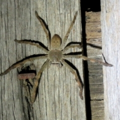 Isopeda sp. (genus) (Huntsman Spider) at Macarthur, ACT - 24 Oct 2021 by RodDeb