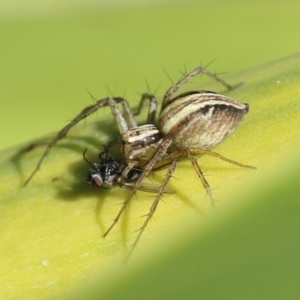 Oxyopes sp. (genus) at Macarthur, ACT - 24 Oct 2021