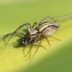 Oxyopes sp. (genus) (Lynx spider) at Macarthur, ACT - 24 Oct 2021 by RodDeb
