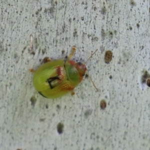 Paropsisterna simsoni at Macarthur, ACT - 24 Oct 2021 04:51 PM