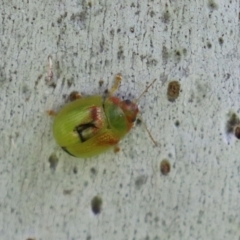 Paropsisterna simsoni (A leaf beetle) at Macarthur, ACT - 24 Oct 2021 by RodDeb