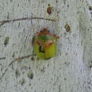 Paropsisterna simsoni at Macarthur, ACT - 24 Oct 2021 04:51 PM