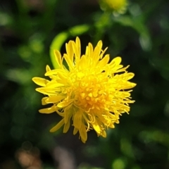 Calotis lappulacea (Yellow Burr Daisy) at Cook, ACT - 26 Oct 2021 by drakes