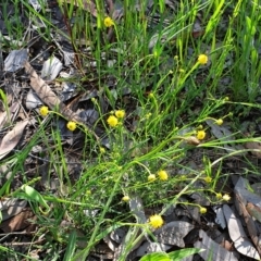 Calotis lappulacea at Cook, ACT - 26 Oct 2021