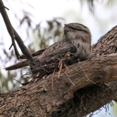 Podargus strigoides at Fyshwick, ACT - 25 Oct 2021