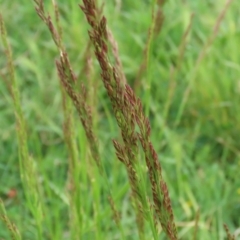 Festuca (genus) (A Fescue) at Fyshwick, ACT - 25 Oct 2021 by RodDeb