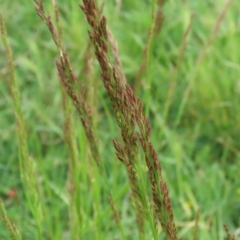 Festuca sp. (A Fescue) at Jerrabomberra Wetlands - 25 Oct 2021 by RodDeb