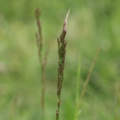 Festuca sp. at Fyshwick, ACT - 25 Oct 2021