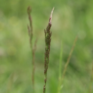 Festuca sp. at Fyshwick, ACT - 25 Oct 2021