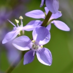 Veronica perfoliata (Digger's Speedwell) at Fyshwick, ACT - 25 Oct 2021 by RodDeb