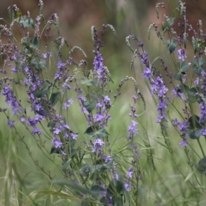 Veronica perfoliata at Fyshwick, ACT - 25 Oct 2021 02:38 PM