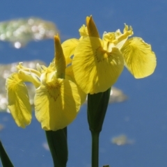 Iris pseudacorus (Yellow Flag) at Fadden Hills Pond - 26 Oct 2021 by RodDeb