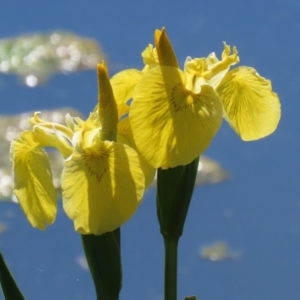 Iris pseudacorus at Fadden, ACT - 26 Oct 2021