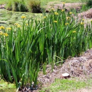 Iris pseudacorus at Fadden, ACT - 26 Oct 2021