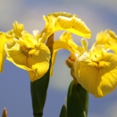 Iris pseudacorus at Fadden, ACT - 26 Oct 2021