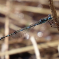 Austrolestes leda at Fadden, ACT - 26 Oct 2021 02:29 PM