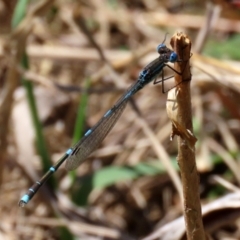 Austrolestes leda at Fadden, ACT - 26 Oct 2021 02:29 PM