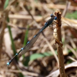 Austrolestes leda at Fadden, ACT - 26 Oct 2021 02:29 PM