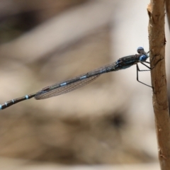 Austrolestes leda at Fadden, ACT - 26 Oct 2021 02:29 PM