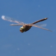 Anax papuensis at Fadden, ACT - 26 Oct 2021