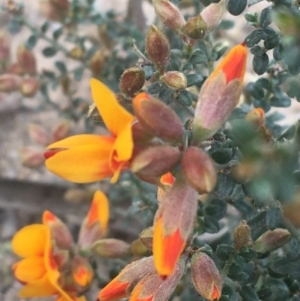 Mirbelia oxylobioides at Rendezvous Creek, ACT - 24 Oct 2021