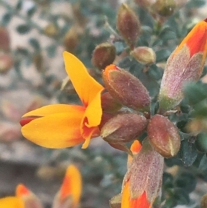 Mirbelia oxylobioides at Rendezvous Creek, ACT - 24 Oct 2021