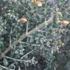 Mirbelia oxylobioides at Rendezvous Creek, ACT - 24 Oct 2021