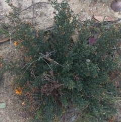 Mirbelia oxylobioides at Rendezvous Creek, ACT - 24 Oct 2021