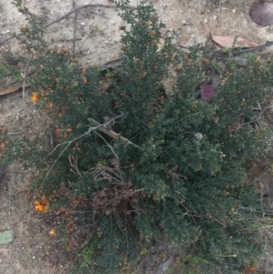 Mirbelia oxylobioides at Rendezvous Creek, ACT - 24 Oct 2021