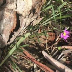 Calotis scabiosifolia var. integrifolia at Rendezvous Creek, ACT - 24 Oct 2021