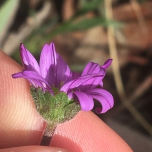 Calotis scabiosifolia var. integrifolia at Rendezvous Creek, ACT - 24 Oct 2021 09:36 AM