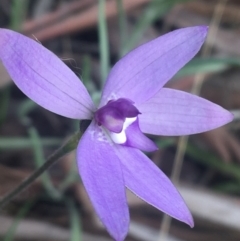 Glossodia major (Wax Lip Orchid) at Rendezvous Creek, ACT - 24 Oct 2021 by NedJohnston