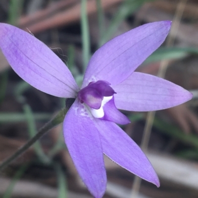 Glossodia major (Wax Lip Orchid) at Rendezvous Creek, ACT - 23 Oct 2021 by Ned_Johnston