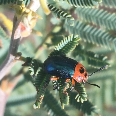 Calomela moorei (Acacia Leaf Beetle) at Rendezvous Creek, ACT - 24 Oct 2021 by NedJohnston