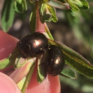 Chrysolina quadrigemina at Rendezvous Creek, ACT - 24 Oct 2021 09:50 AM