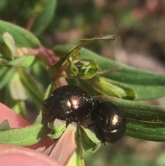 Chrysolina quadrigemina at Rendezvous Creek, ACT - 24 Oct 2021 09:50 AM